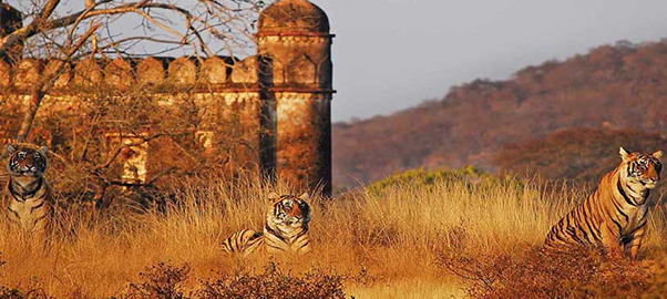 RanthambhorNationalPark