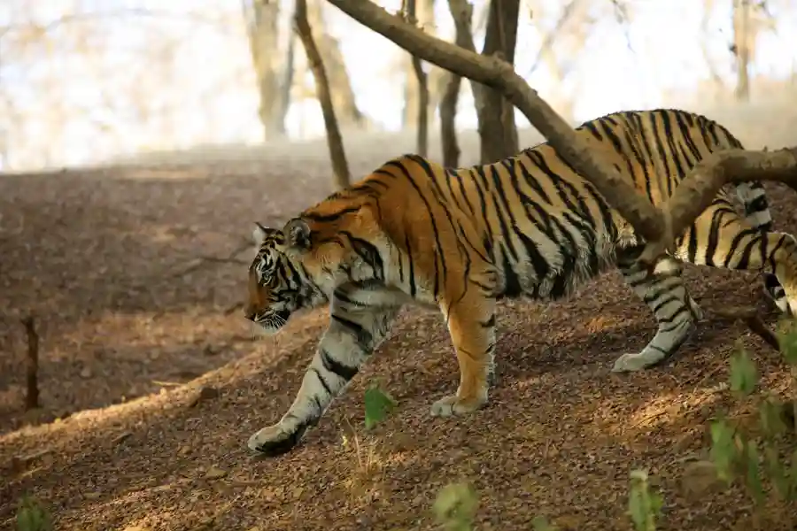 Ranthambore Tour and Travel Guide