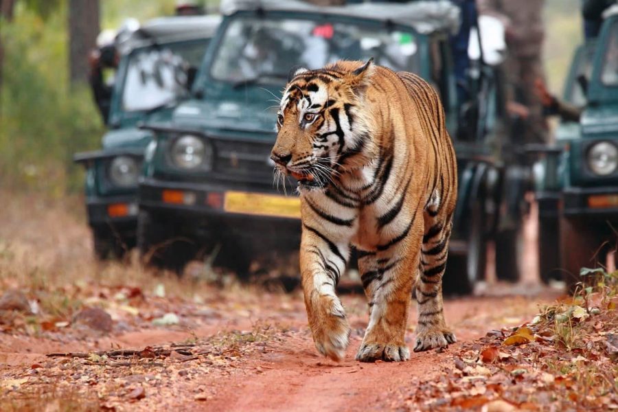 Jaipur to Ranthambore day trip