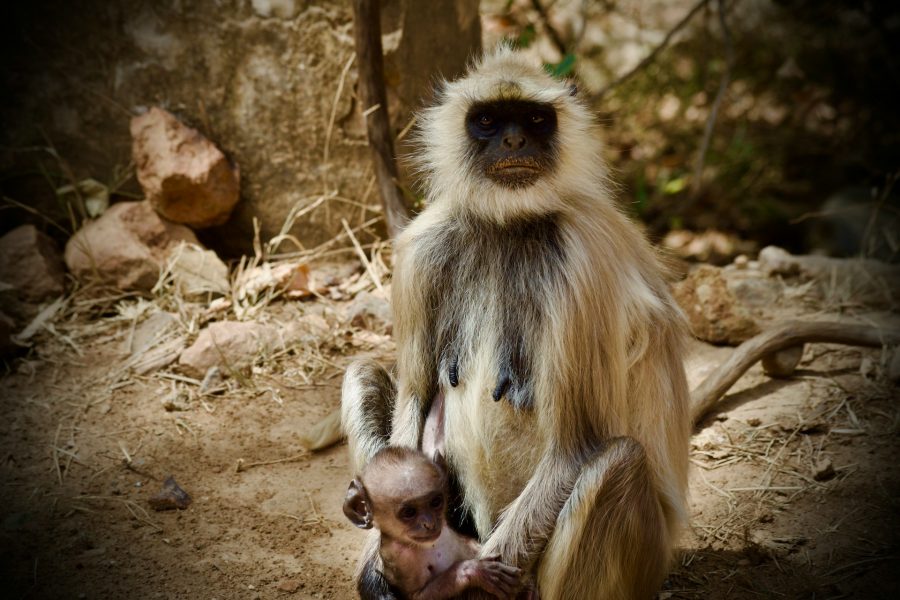 Rajasthan Wildlife Safari Tour Package