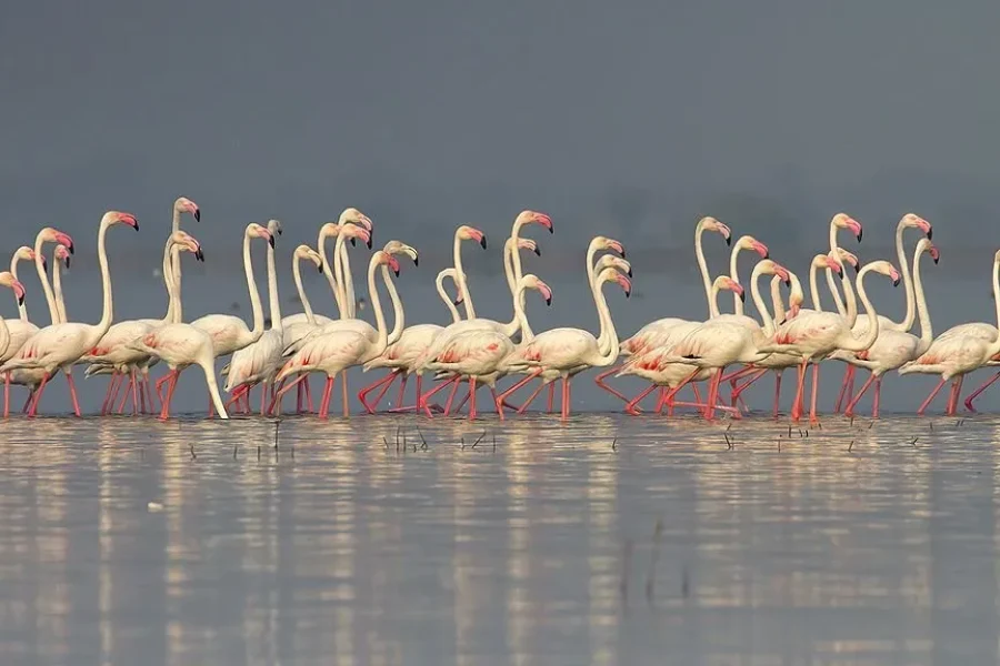 Incredible Rajasthan Wildlife & Heritage Tour ( 13 nights /14 days )