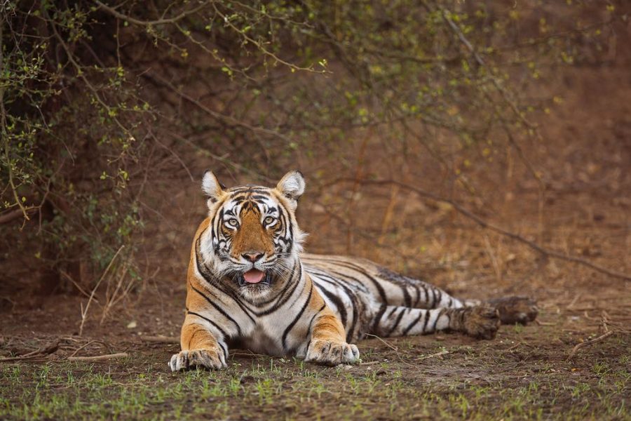 Rajasthan Wildlife Safari Tour with Taj Mahal ( 04 nights / 05 days)