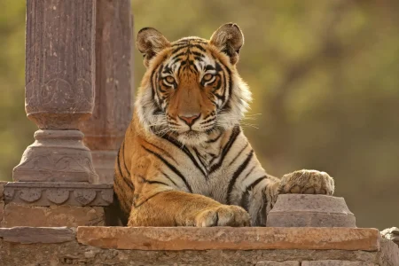 Golden Triangle Tour with Ranthambore  (07 nights / 08 days)